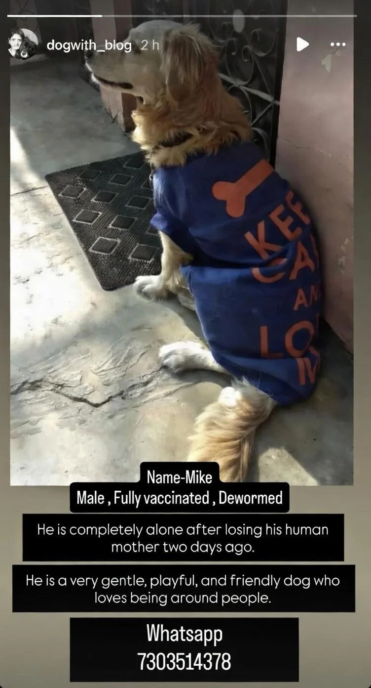 Mike, senior Cocker Spaniel, lost his human mother and needs a loving home — Delhi