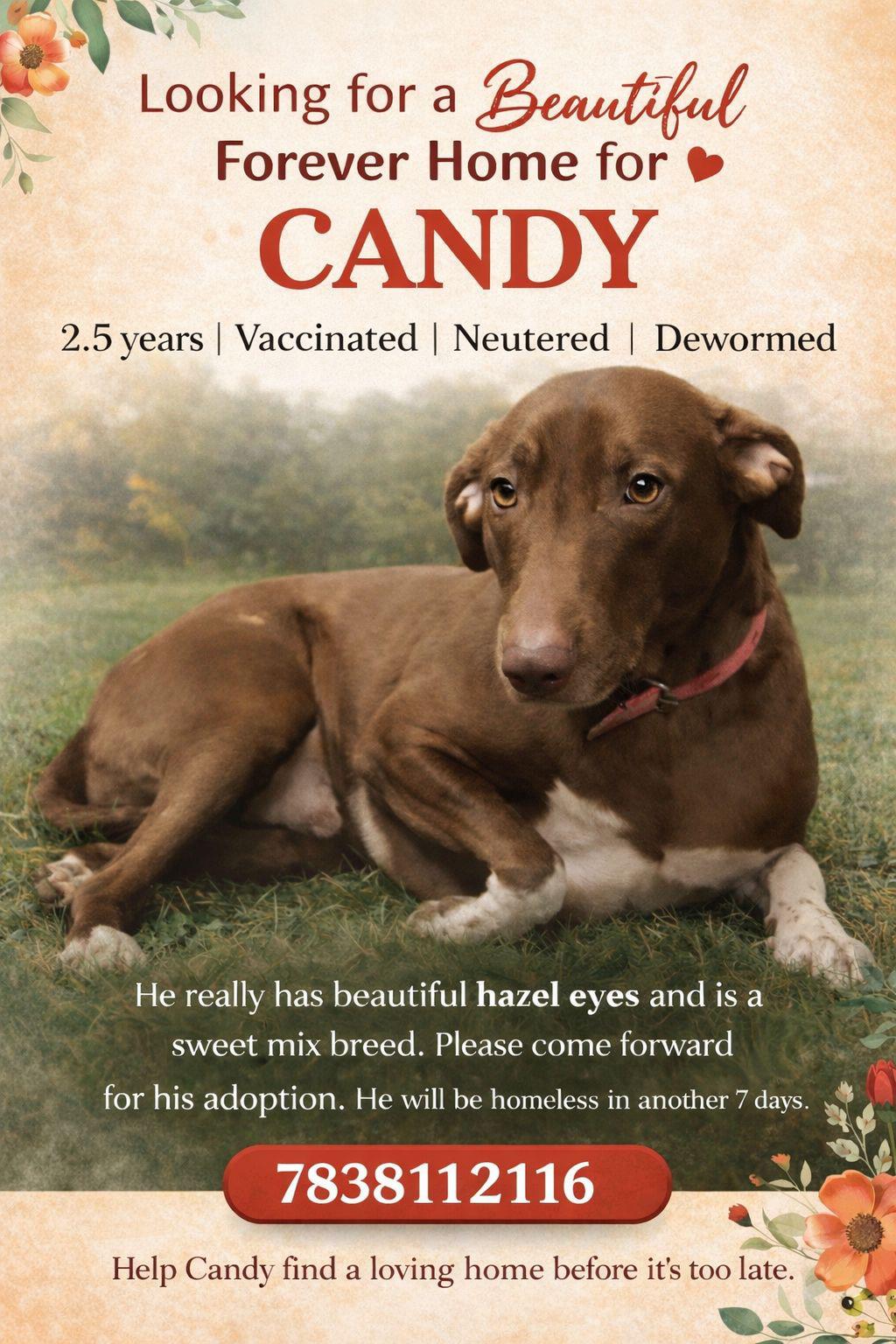 Adoption request