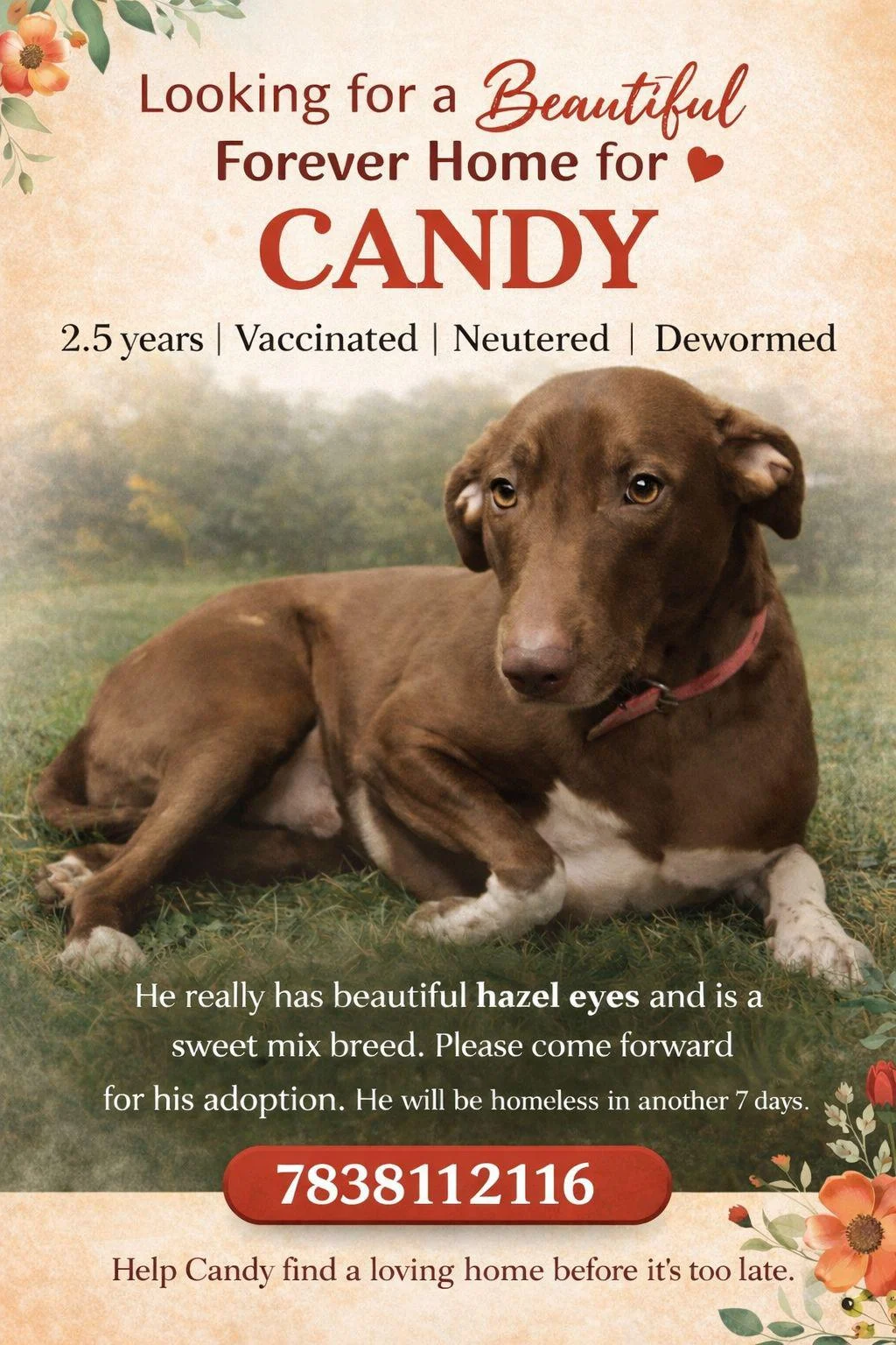 Adoption request — Delhi NCR