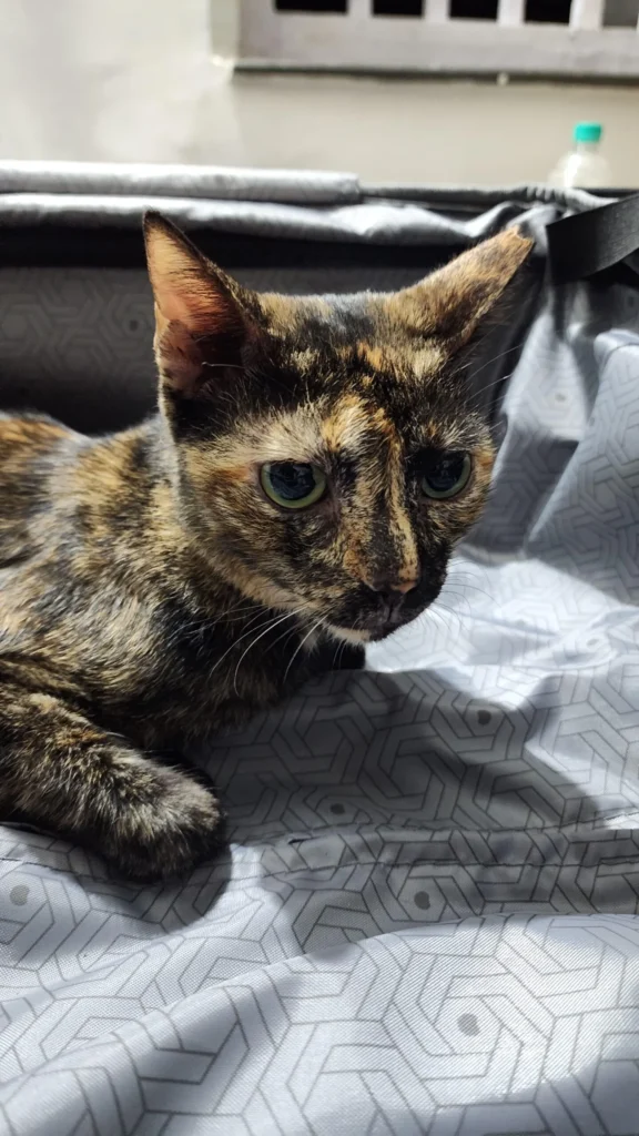 4 years old Tortoishell Female Cat needs a home | Mumbai