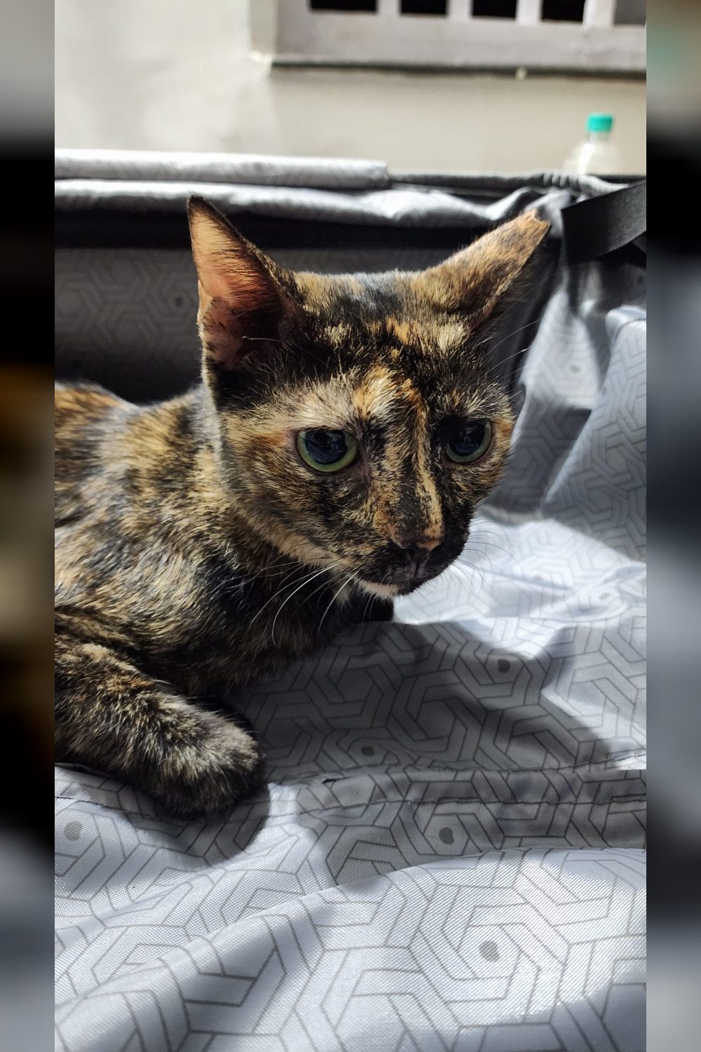 4 years old Tortoishell Female Cat needs a home | Mumbai