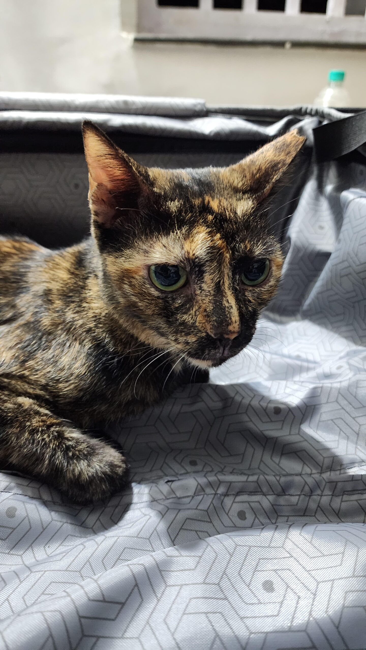 4 years old Tortoishell Female Cat needs a home | Mumbai