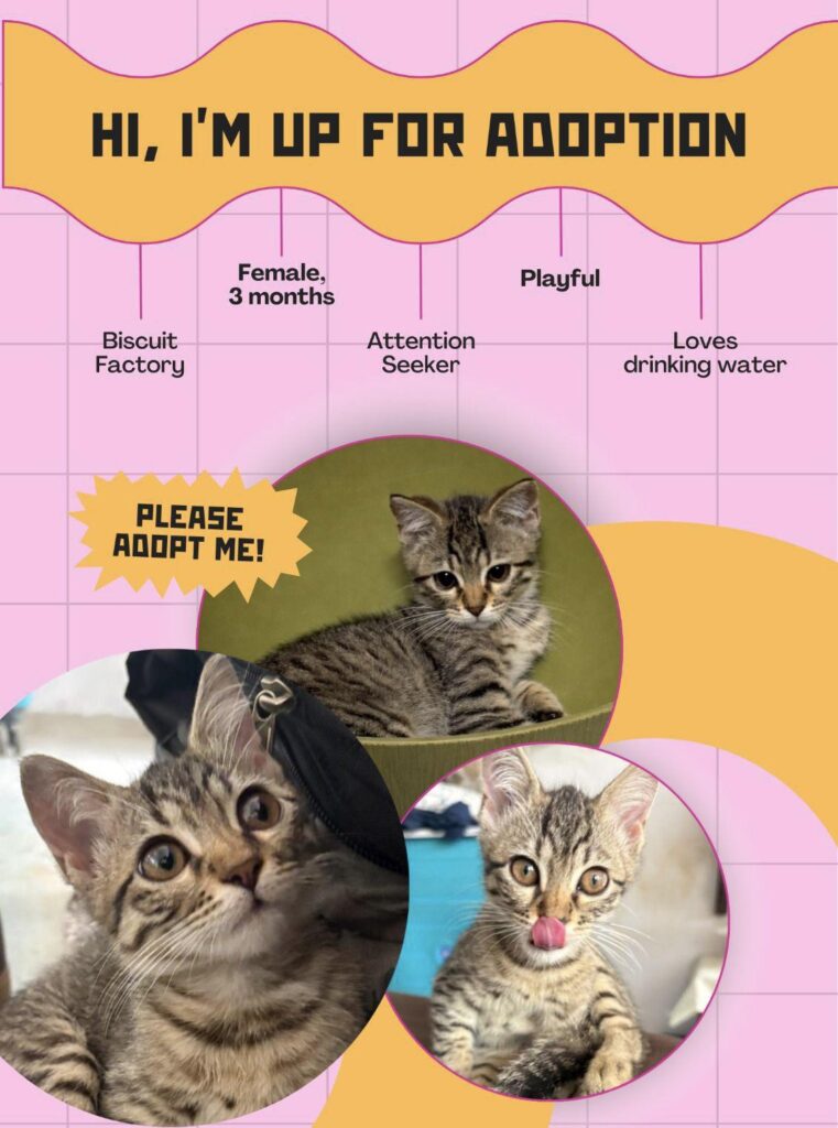 Kitten looking for a loving home 🏡 (Mumbai only)