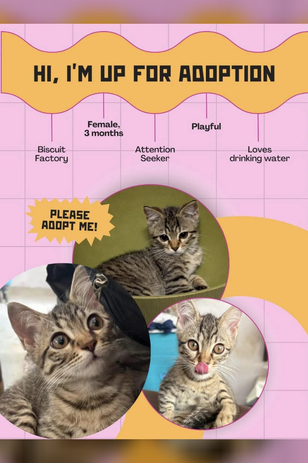 Kitten looking for a loving home 🏡 (Mumbai only)