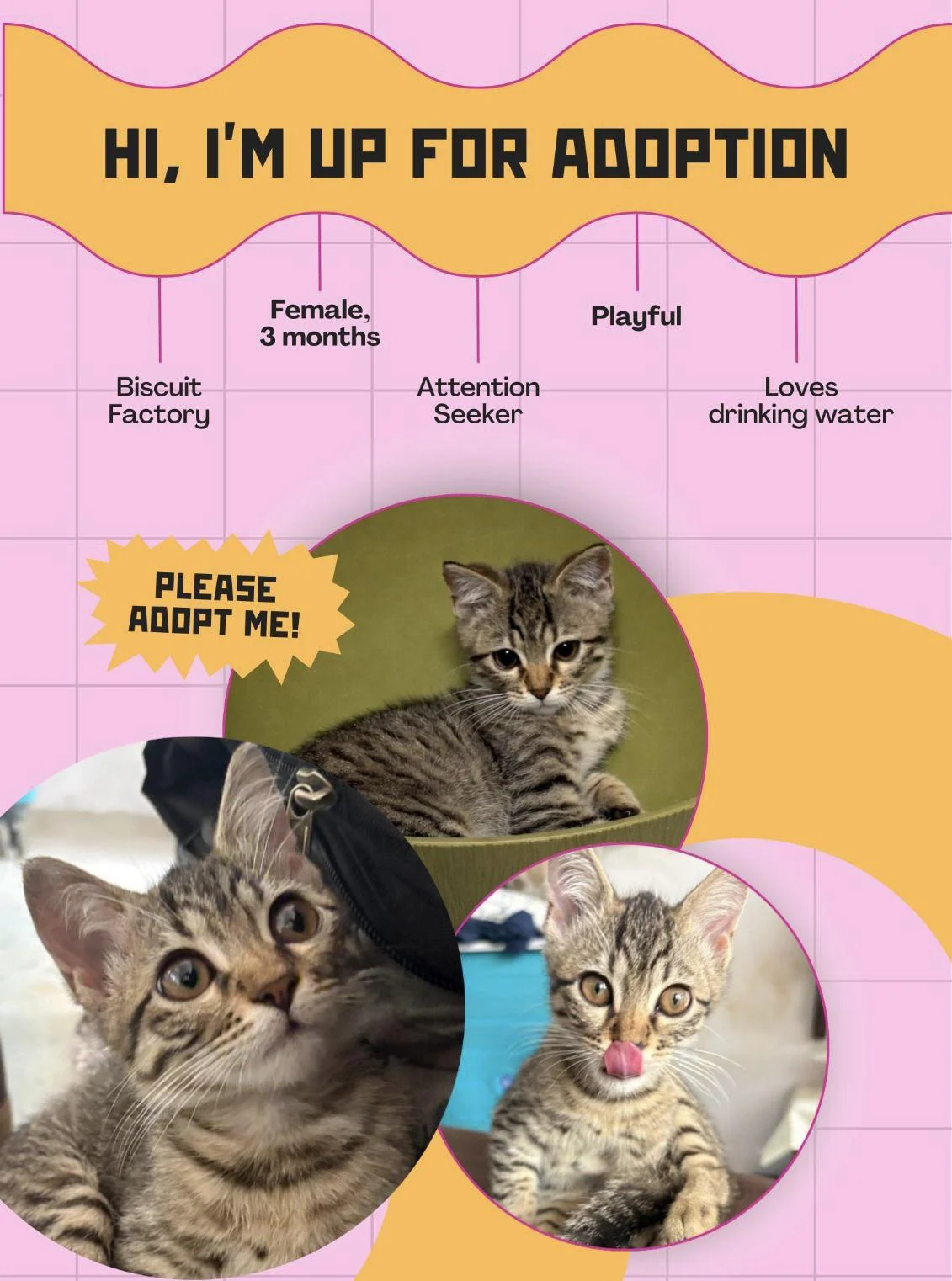 Kitten looking for a loving home 🏡 (Mumbai only)
