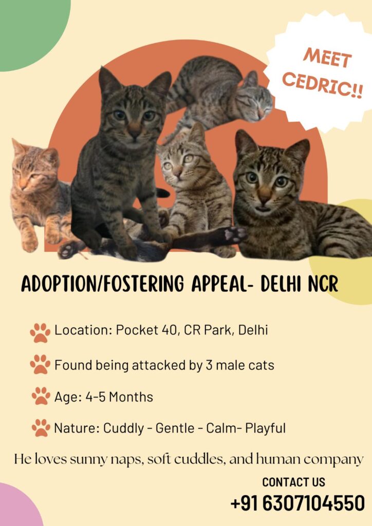 Male kitten for adoption/fostering - Delhi NCR