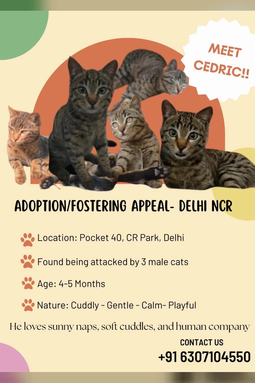 Male kitten for adoption/fostering — Delhi NCR