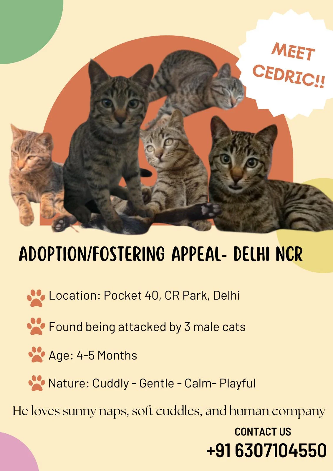Male kitten for adoption/fostering — Delhi NCR