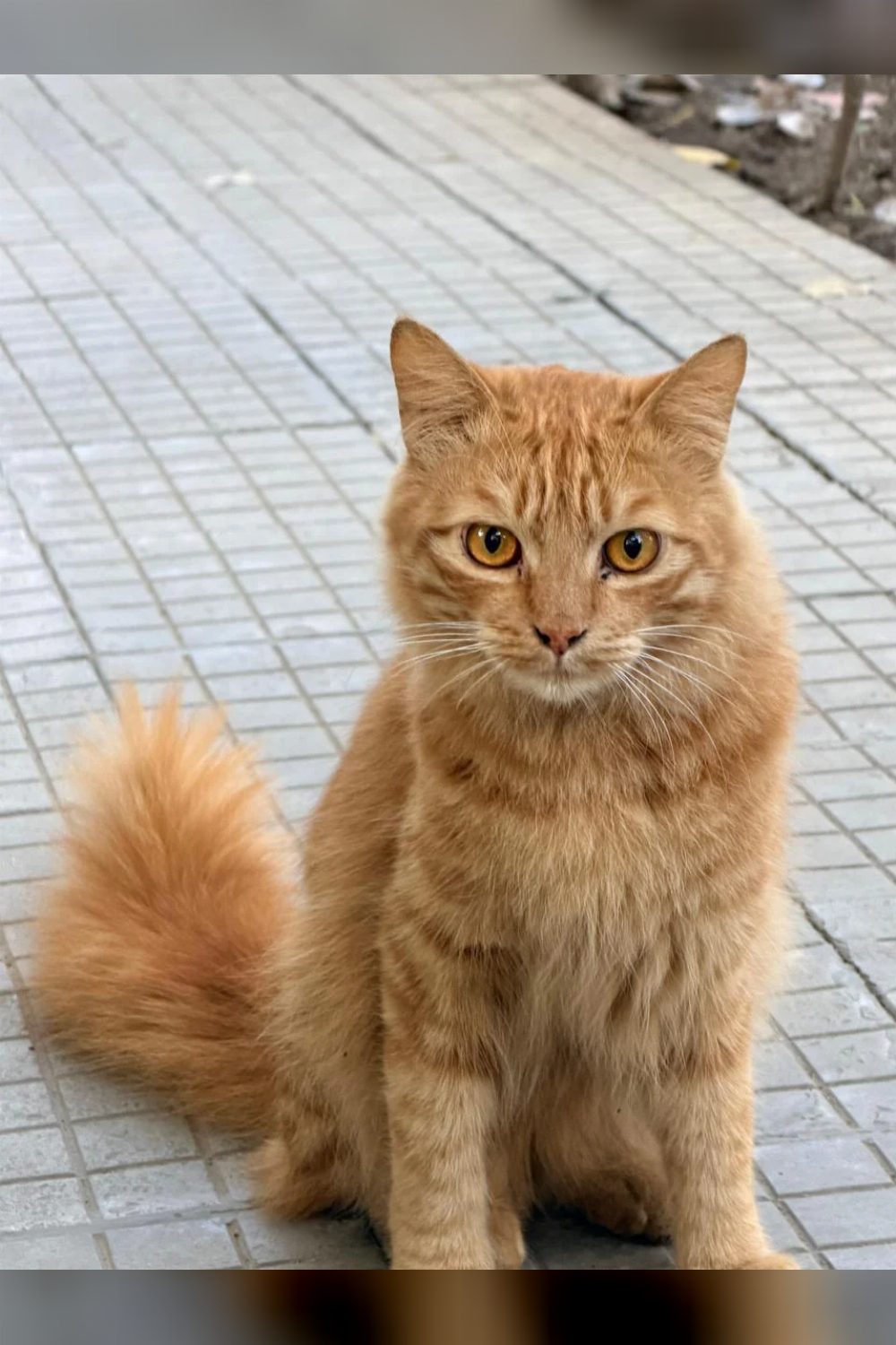 Urgent Foster/ Adoption Appeal — Delhi NCR