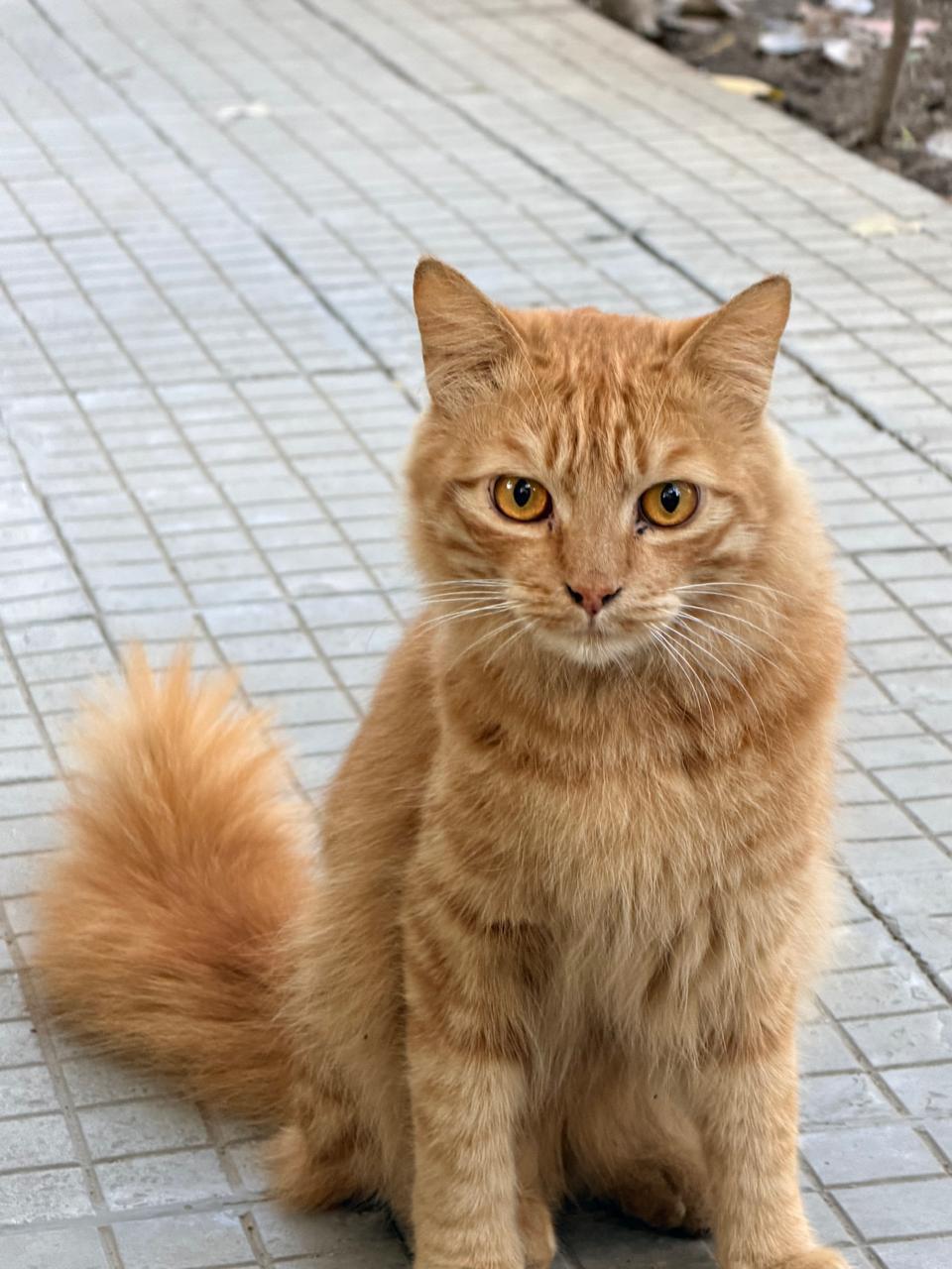 Urgent Foster/ Adoption Appeal
