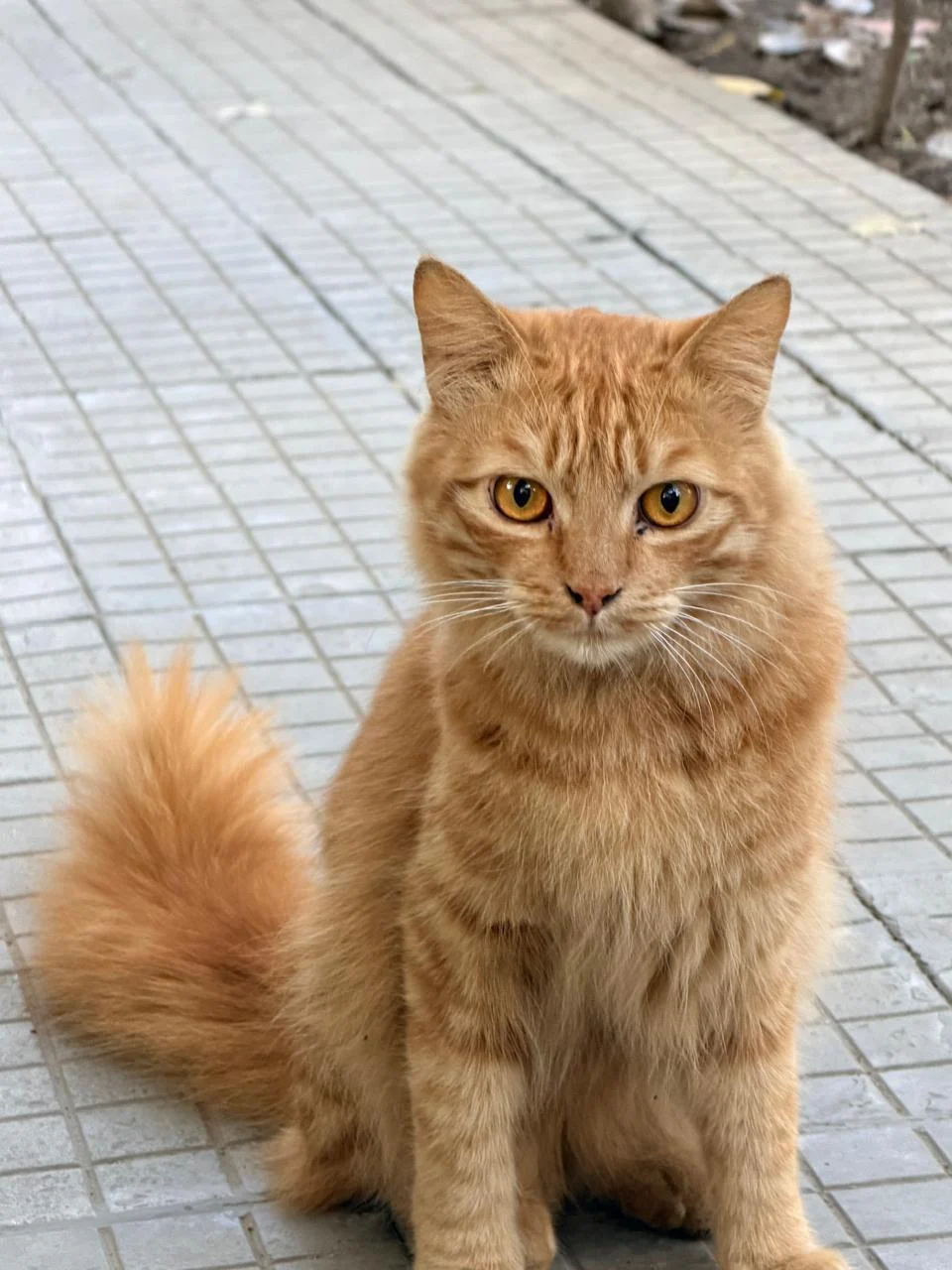 Urgent Foster/ Adoption Appeal — Delhi NCR