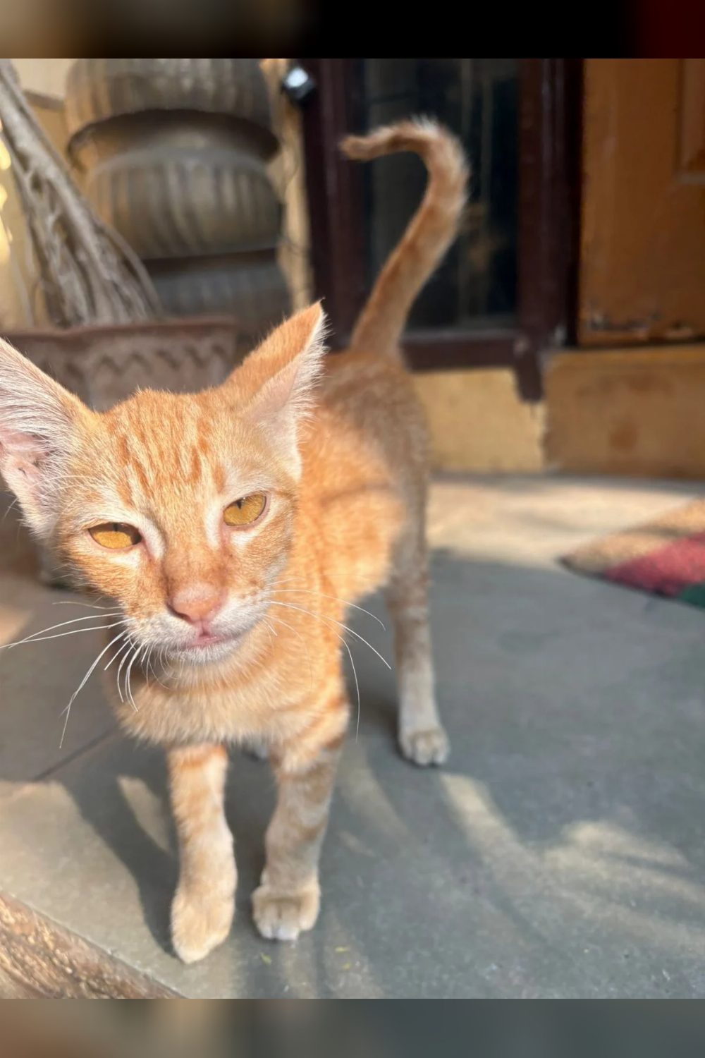 The orange kitten who needed a miracle got one — Pune