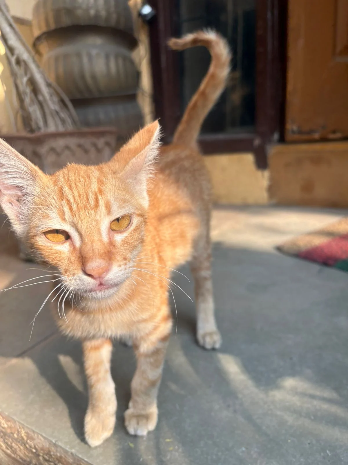 The orange kitten who needed a miracle got one — Pune