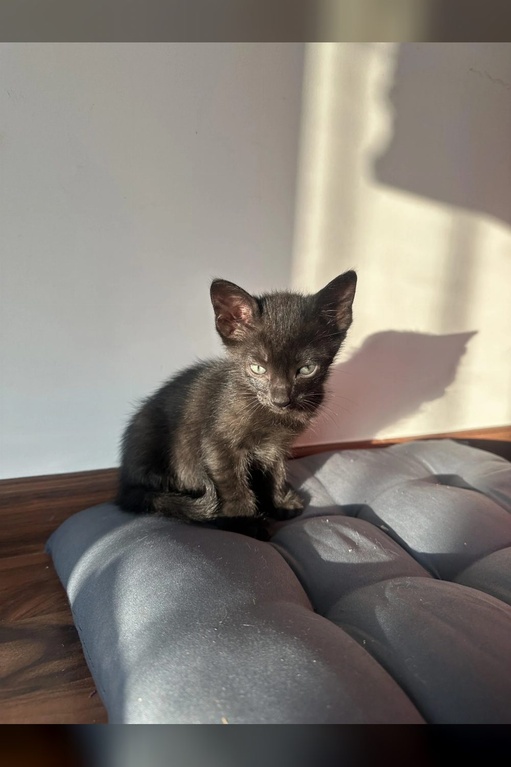 Kitten up for adoption — Bengaluru