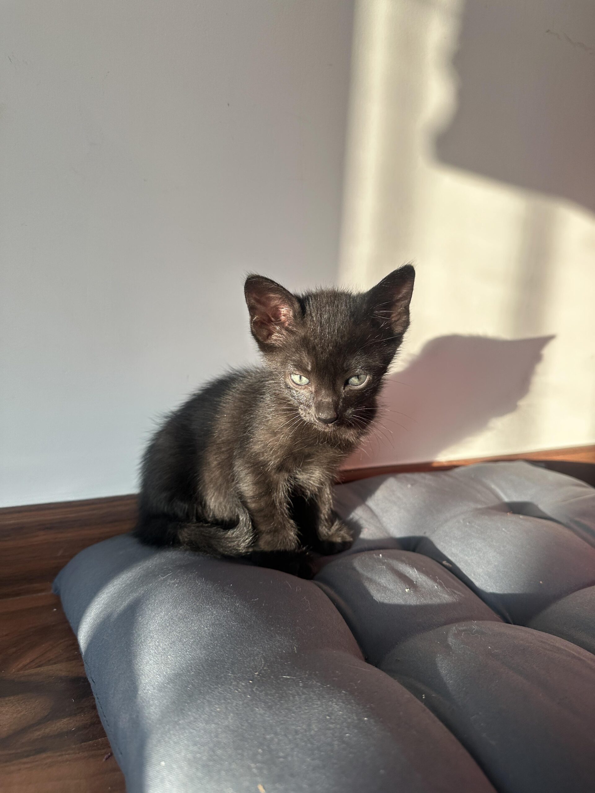 Kitten up for adoption- Bangalore