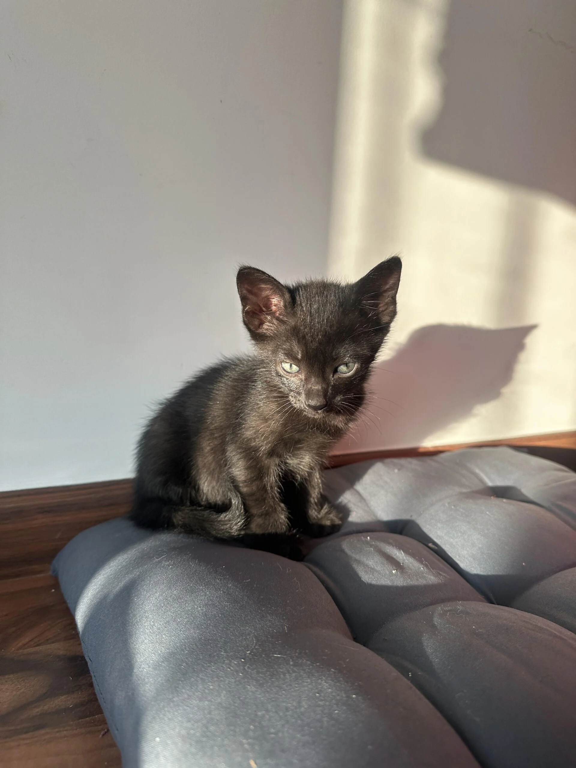 Kitten up for adoption — Bengaluru