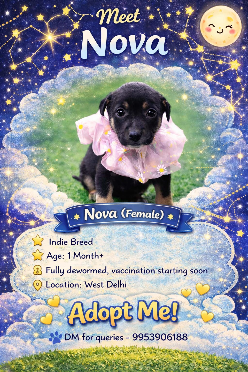 URGENT ADOPTION APPEAL – 7 LITTLE STARSEEDS NEED YOU ✨ Born just outside a hospital premises in West Delhi