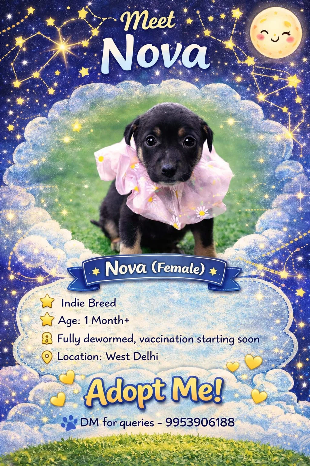 Seven indies for adoption in West — Delhi NCR
