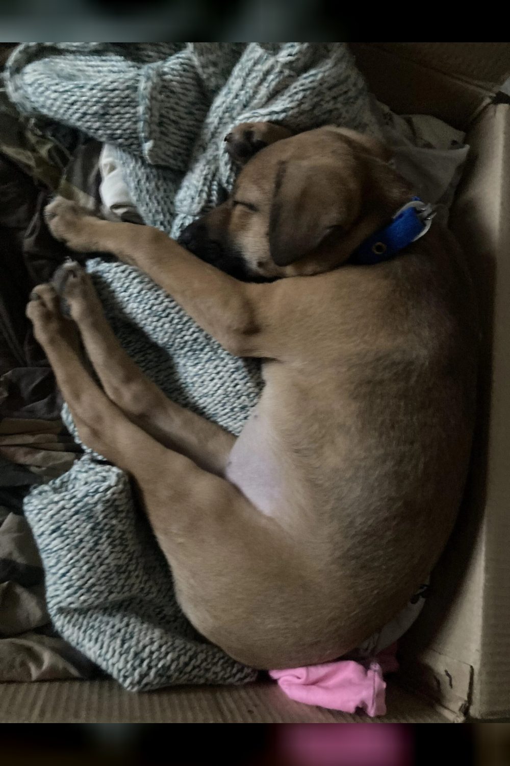 Urgent — female pup up for adoption — Bengaluru