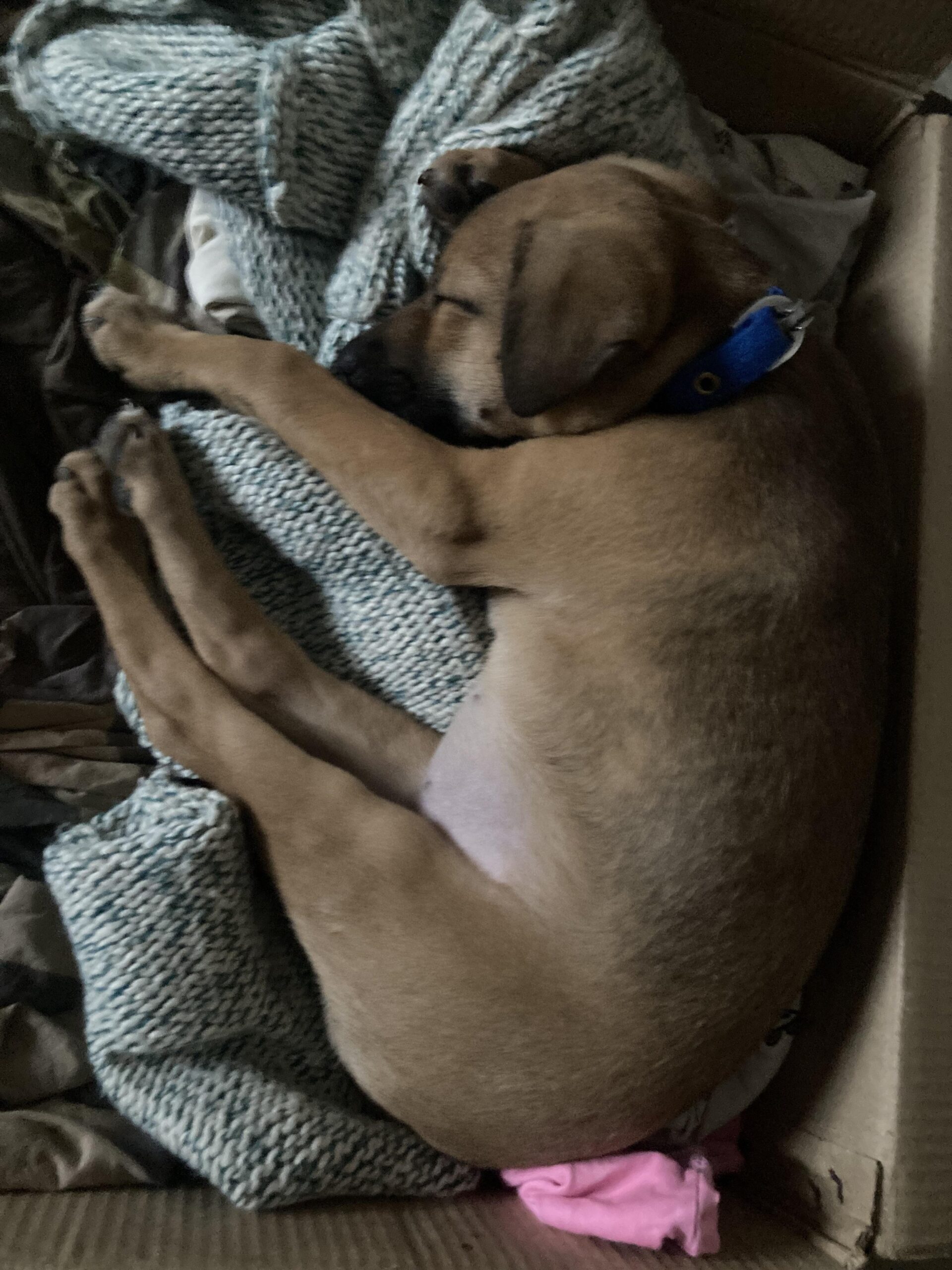 Urgent - female pup up for adoption in Bangalore