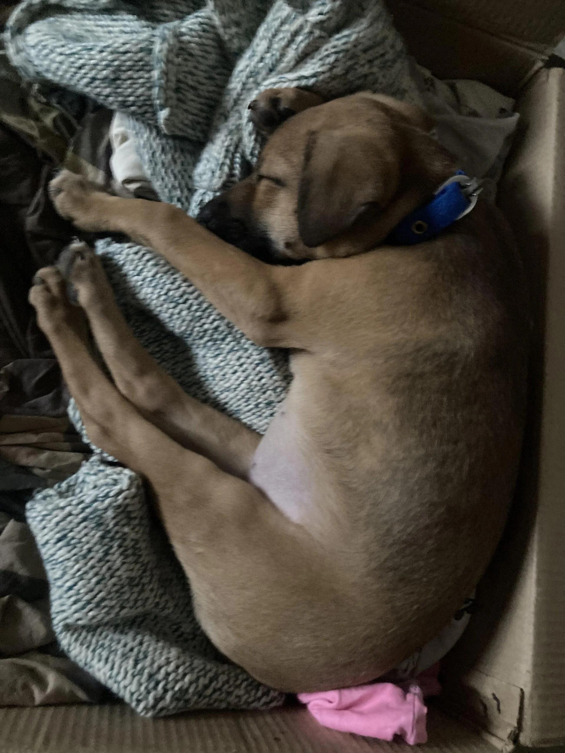 Urgent — female pup up for adoption — Bengaluru
