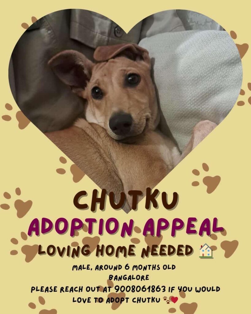 Adoption appeal, B'lore