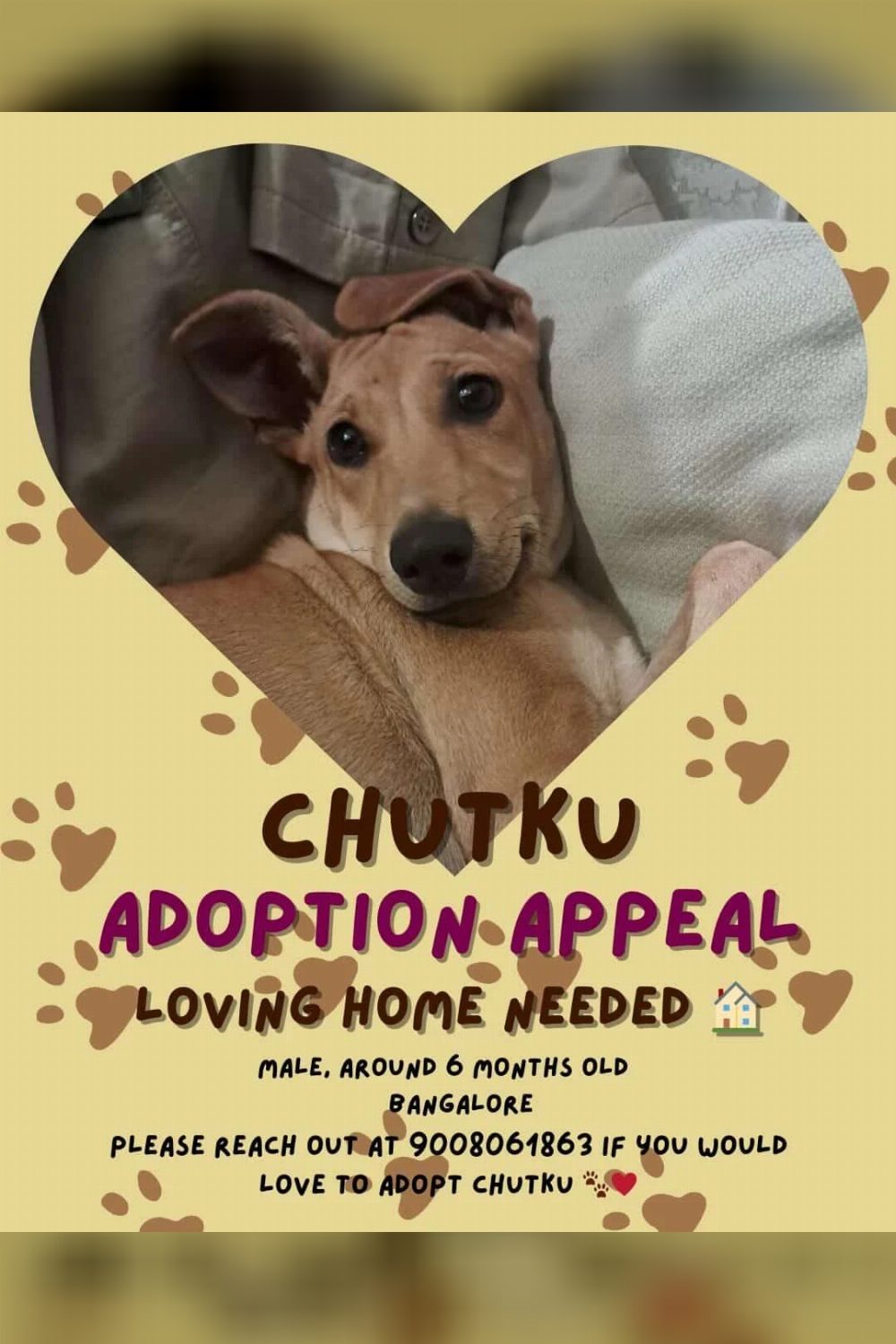 Chutku needs a home — Bengaluru