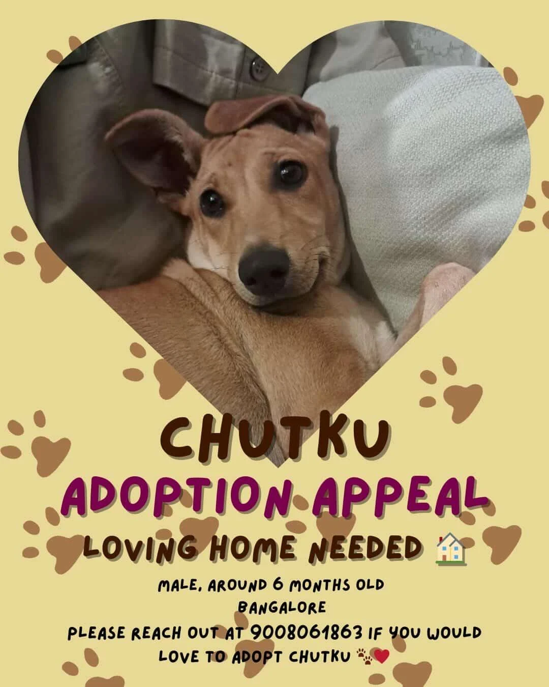 Chutku needs a home — Bengaluru