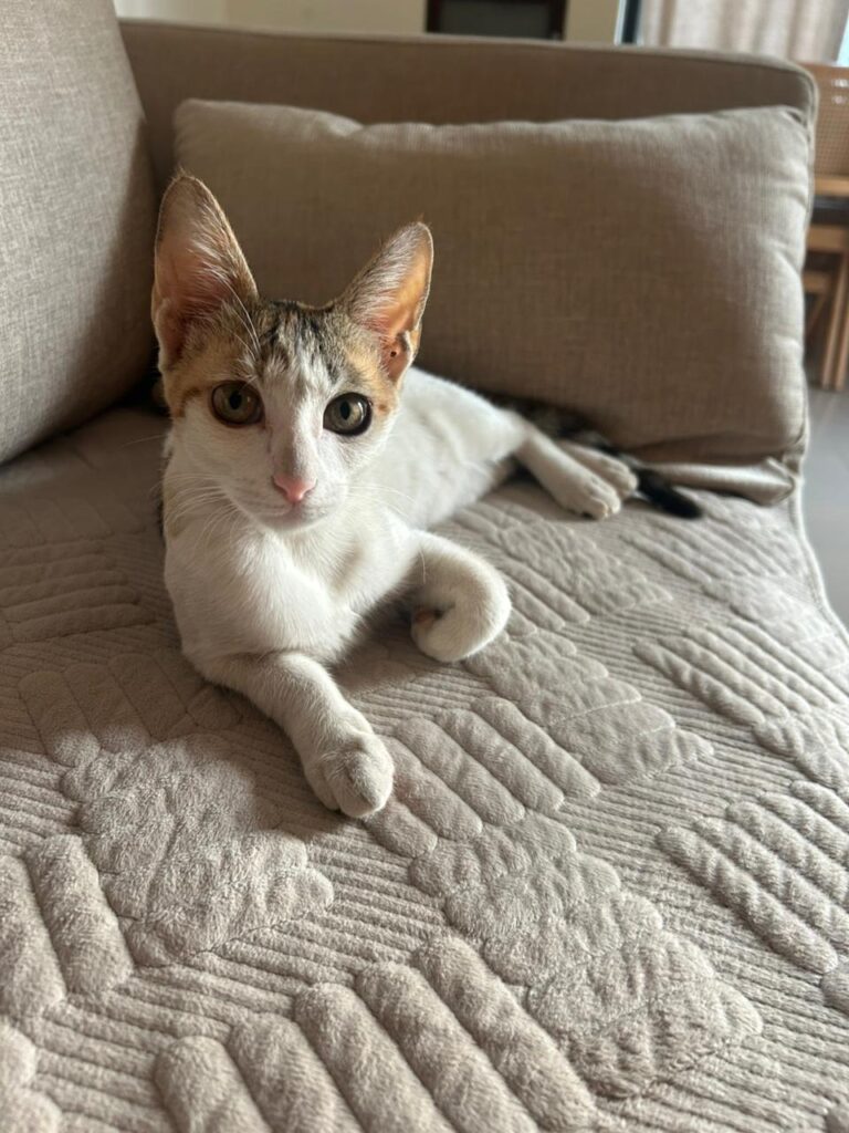 Spotty, Playful 7-Month Calico Kitten, for adoption in Pune