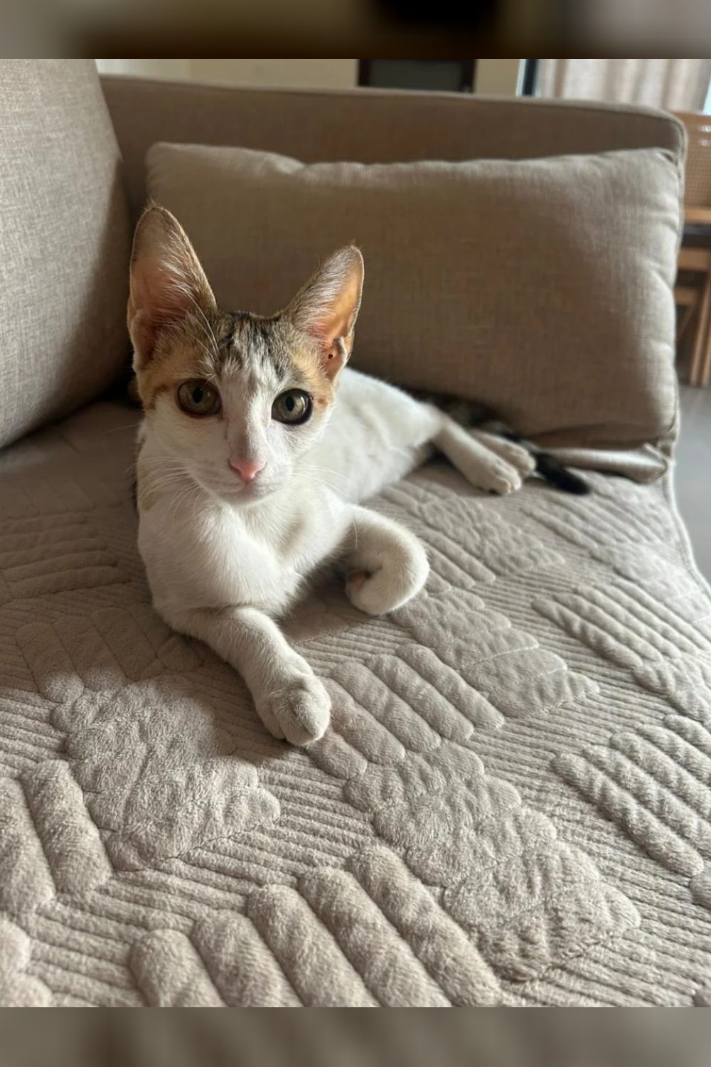 Spotty, Playful 7-Month Calico Kitten, for adoption — Pune