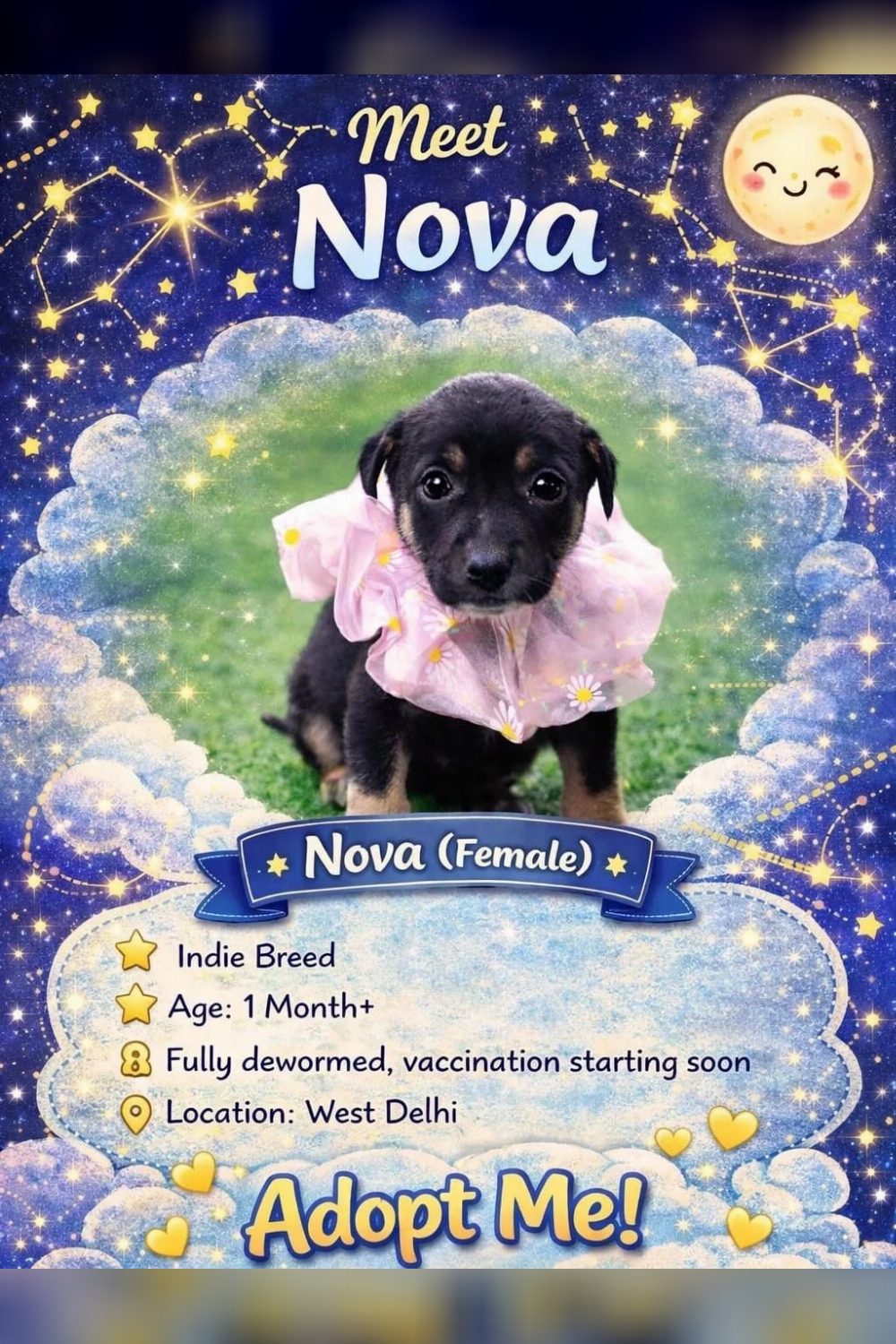 Seven puppies for adoption in West — Delhi NCR