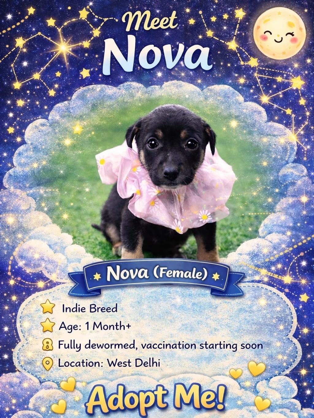 Urgent Adoption: 7 Indie Pups from West Delhi Need Homes ASAP