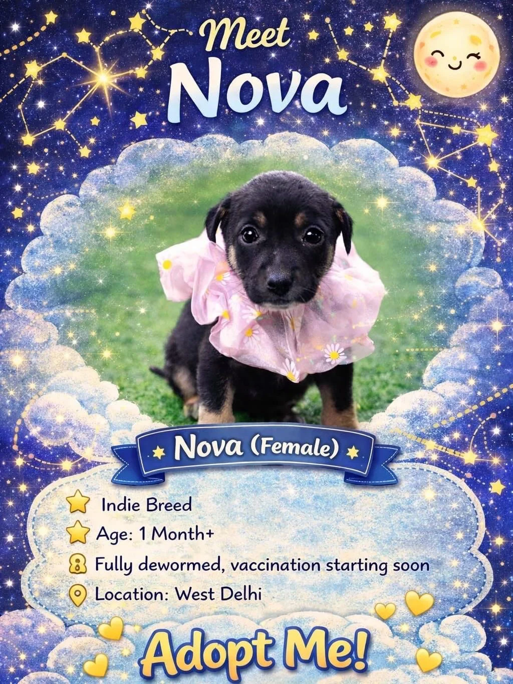 Seven puppies for adoption in West — Delhi NCR