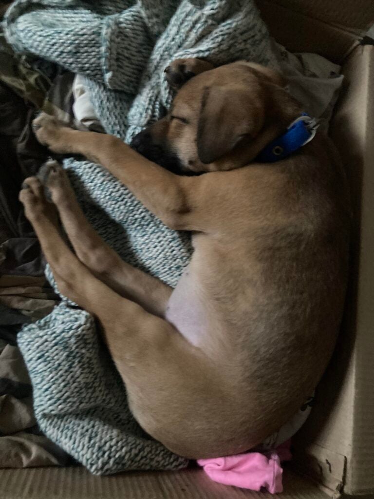 Urgent - female pup up for adoption