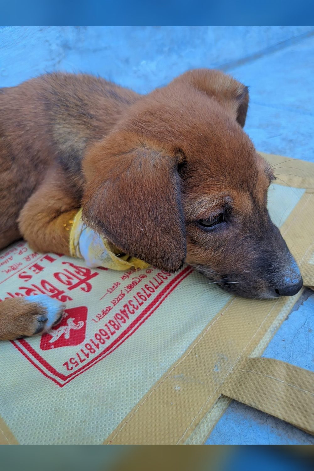 URGENT — Injured 1 month old puppy needs rescue — Kabardanga-Tollygunge — Kolkata