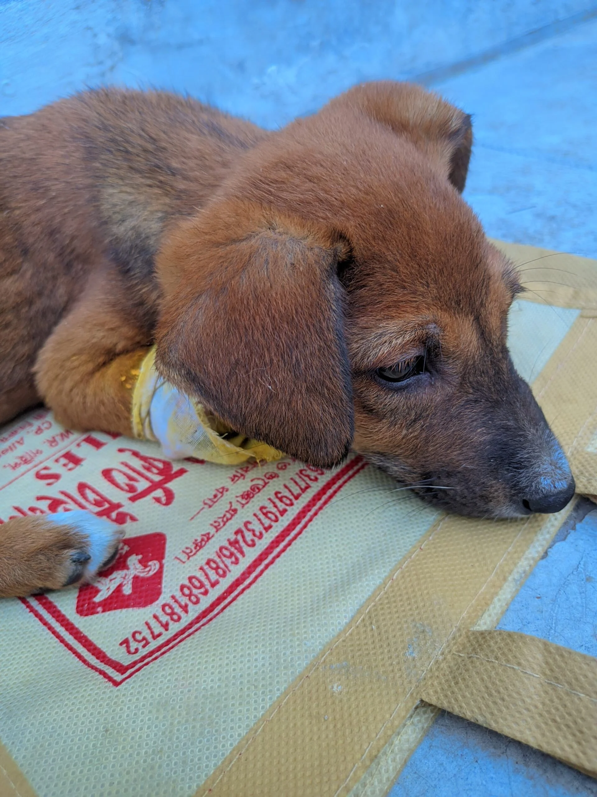 URGENT — Injured 1 month old puppy needs rescue — Kabardanga-Tollygunge — Kolkata