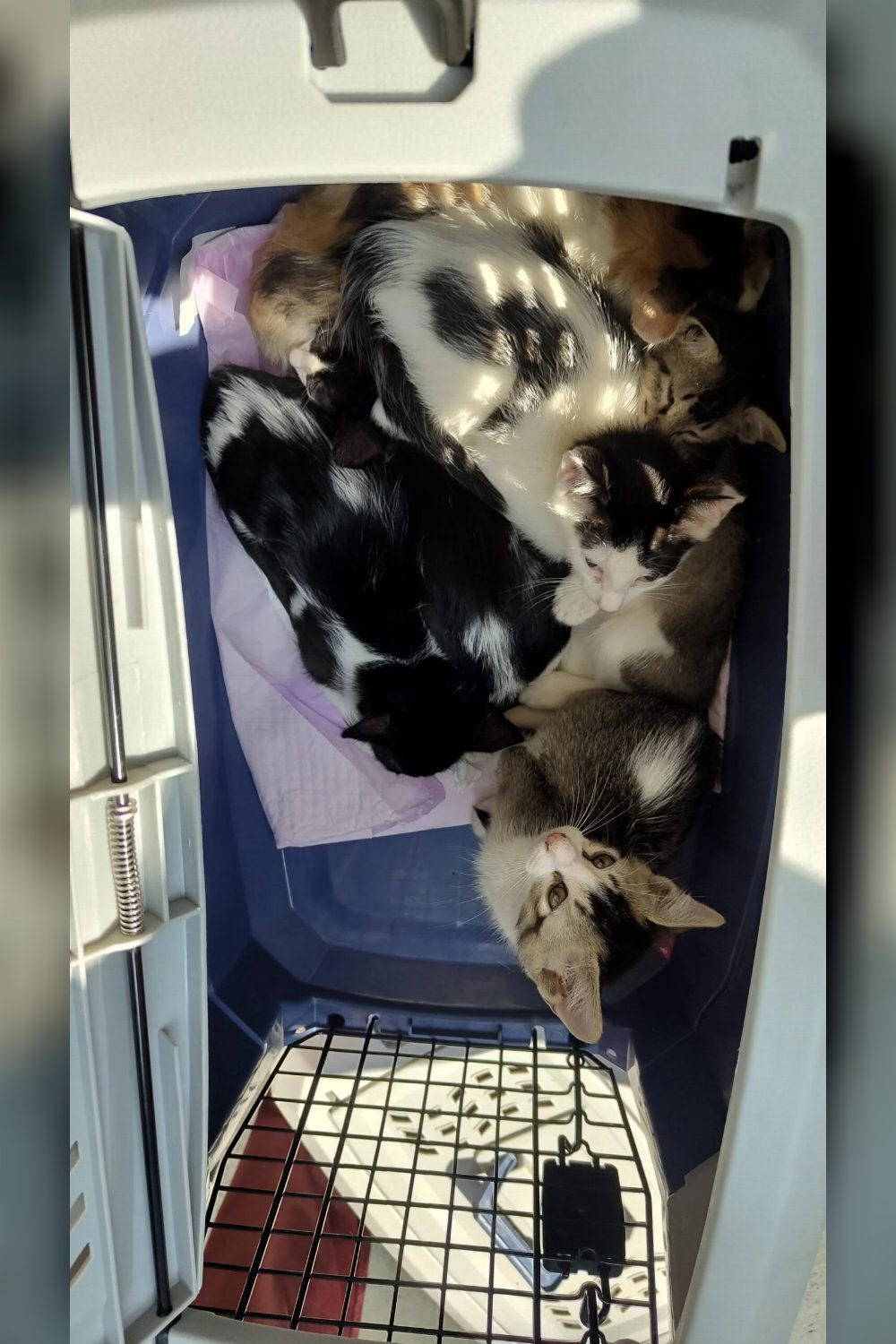 5 Vaccinated Kittens For Adoption — Kolkata