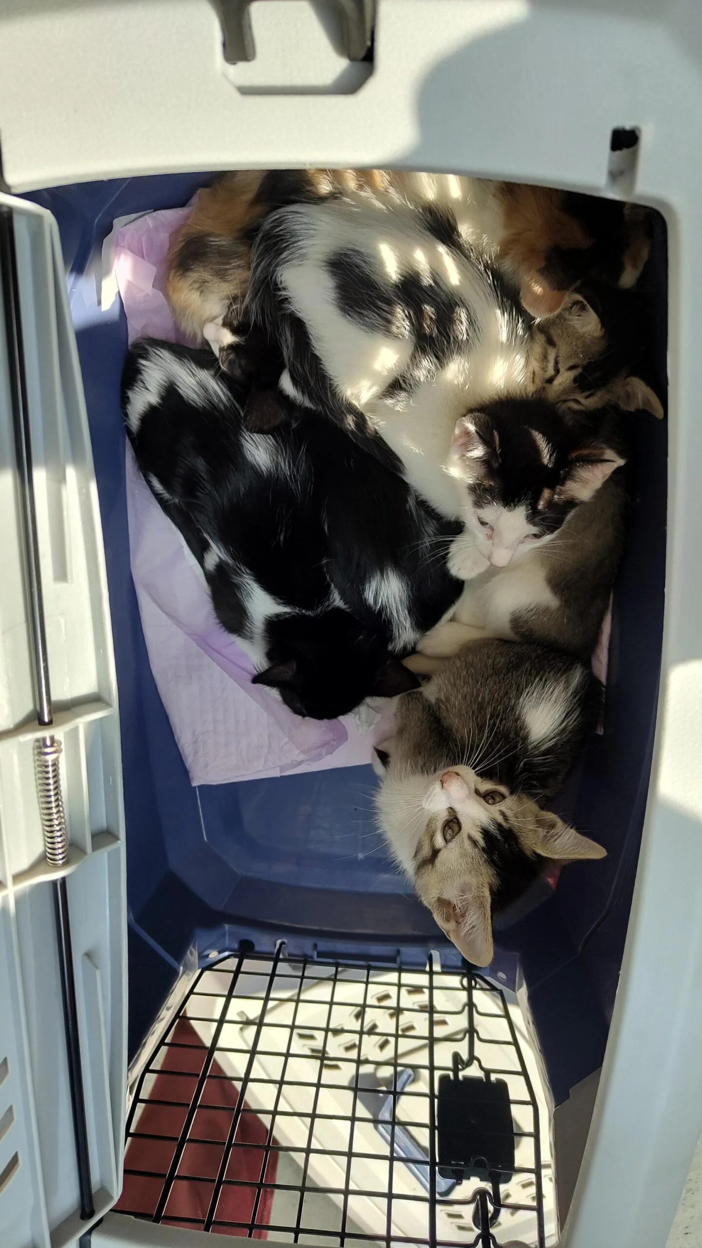 5 Vaccinated Kittens For Adoption — Kolkata