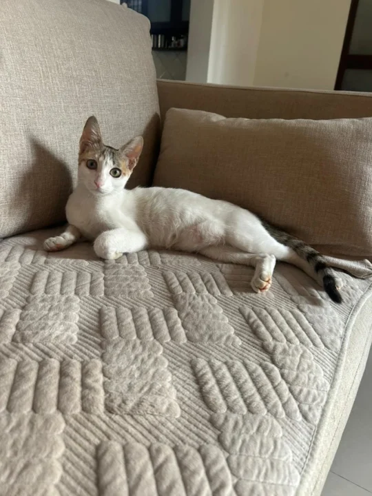 Adopt Spotty in Pune