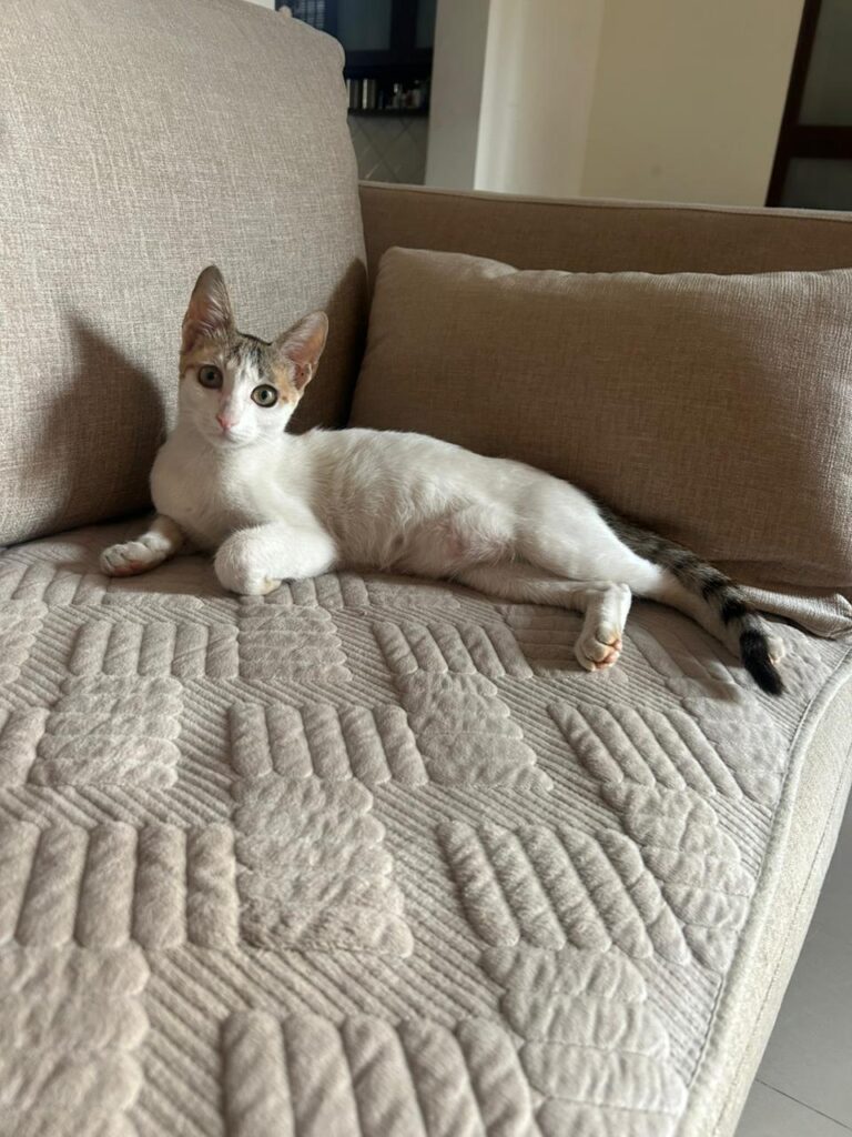 Adopt Spotty