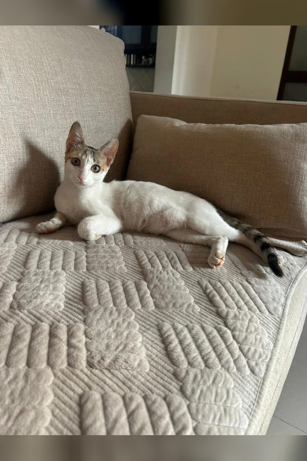 Adopt Spotty — Pune