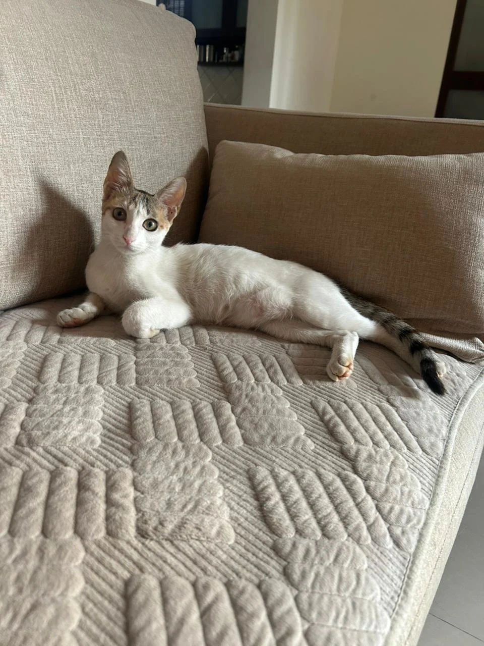 Adopt Spotty — Pune