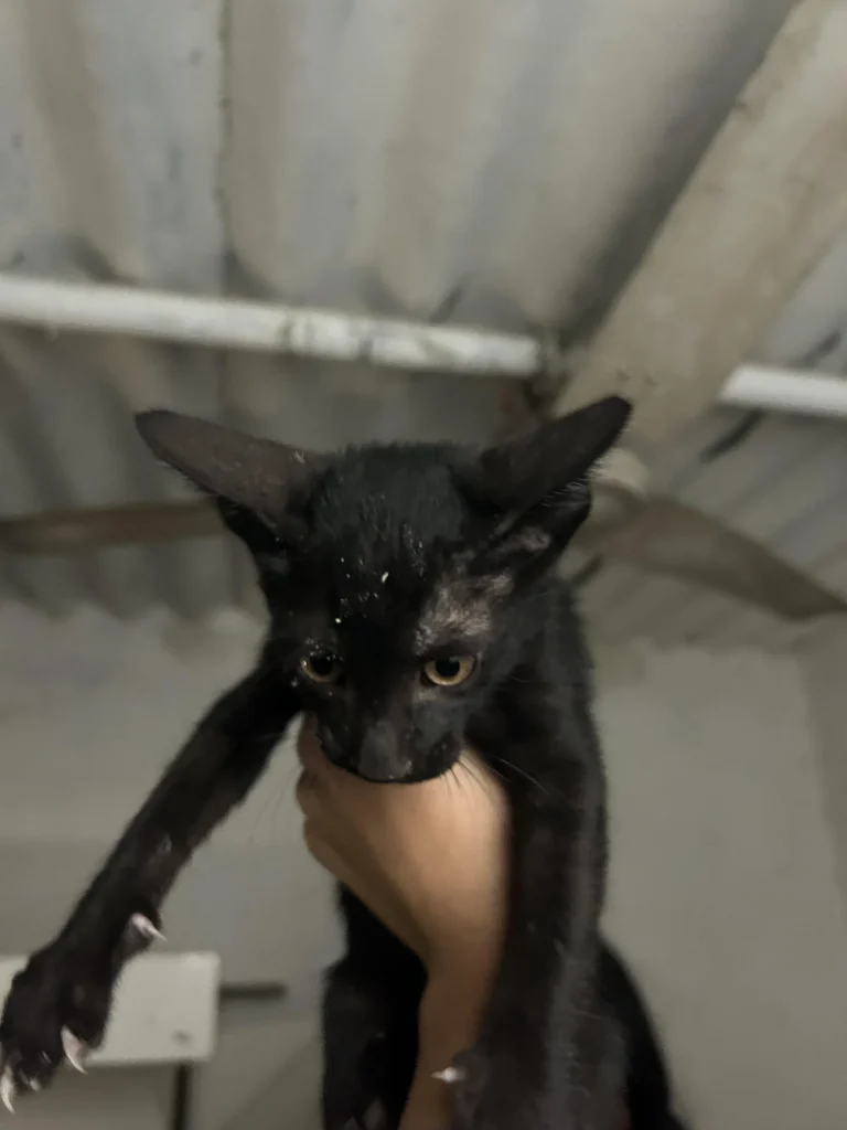 Adopt these cuties! Delhi NCR