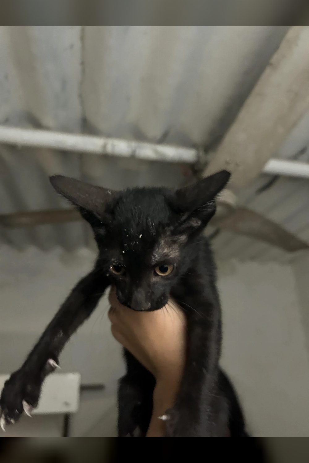 Adopt these cuties! Delhi NCR