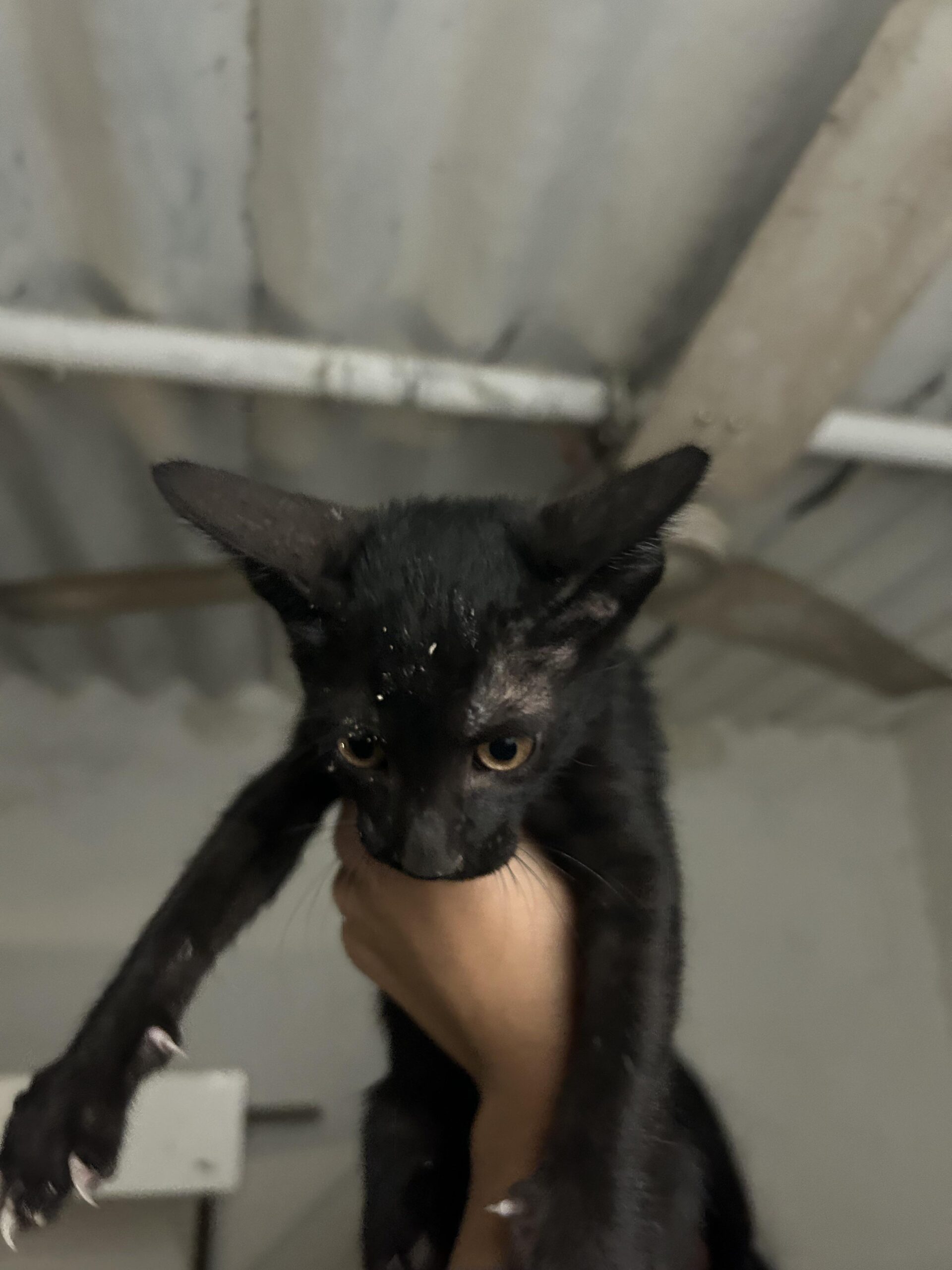 Adopt these cuties! Delhi NCR