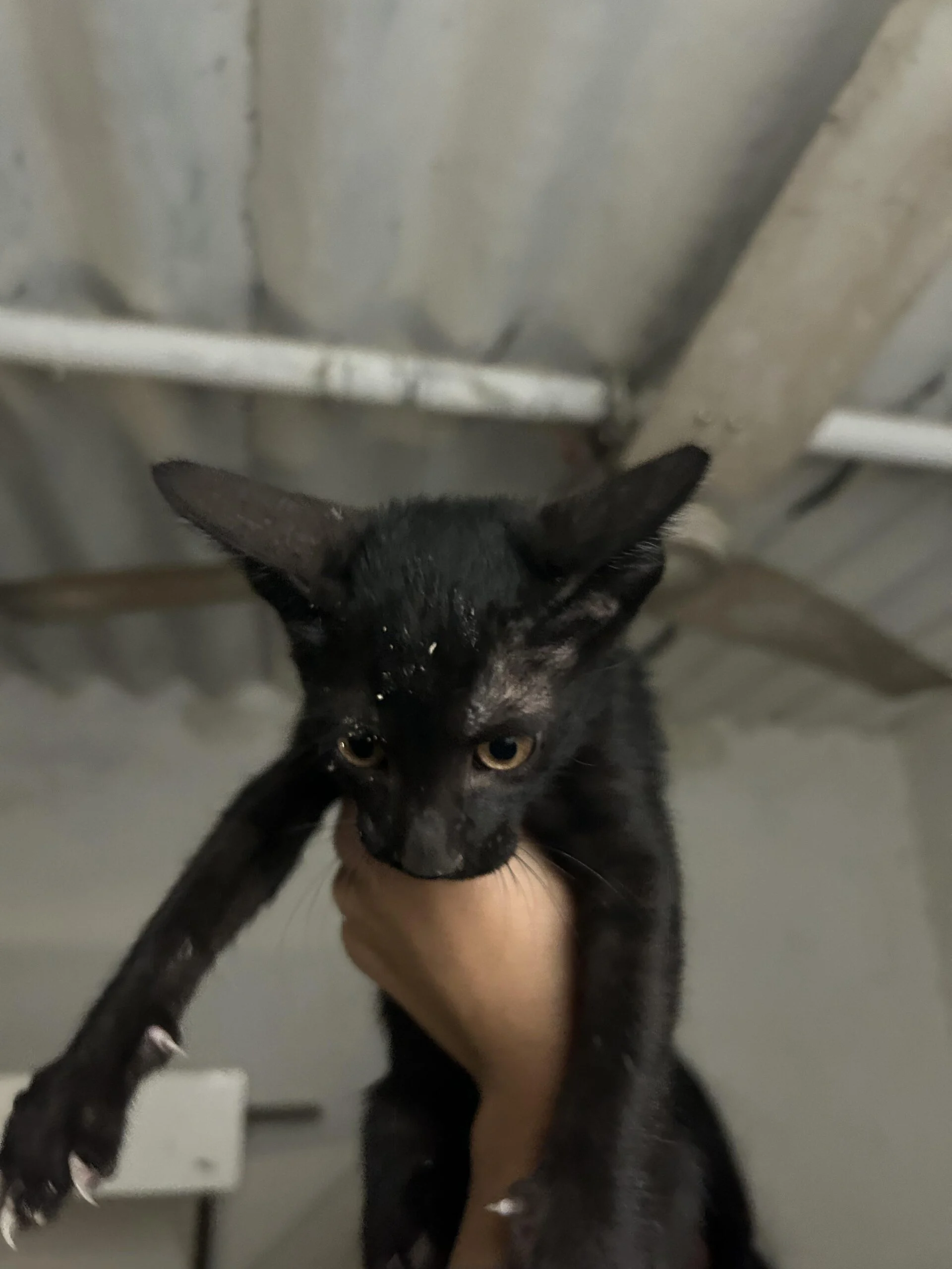 Adopt these cuties! Delhi NCR