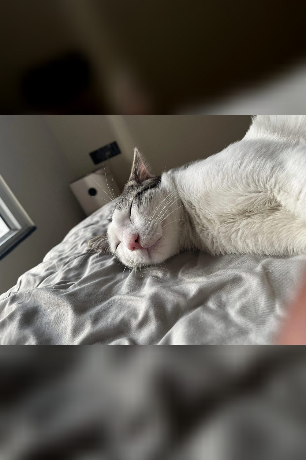 Milo — Young Indoor Cat Needs Calm Forever Home (Urgent) — Pune