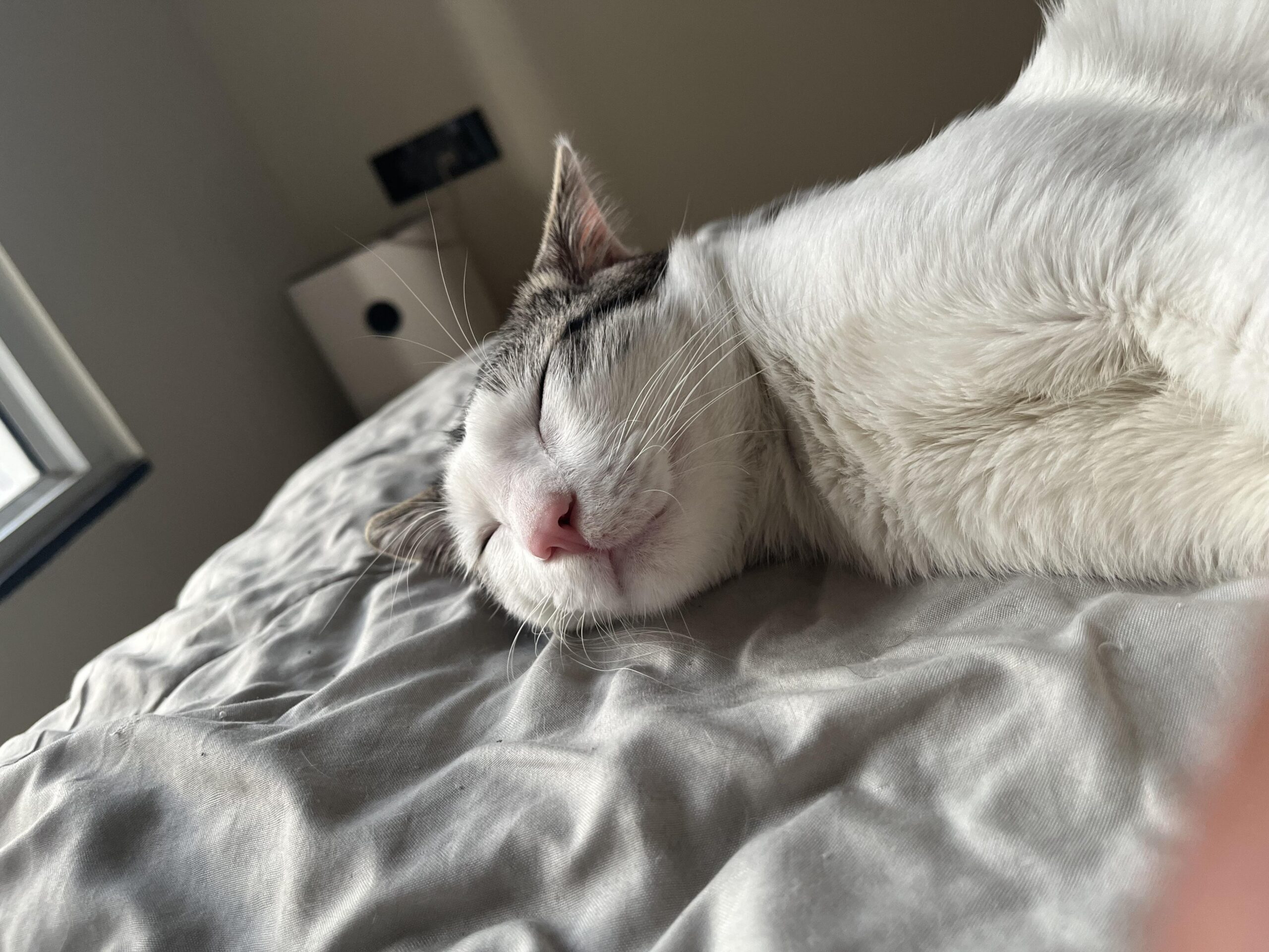 Milo – Young Indoor Cat Needs Calm Forever Home (Urgent)