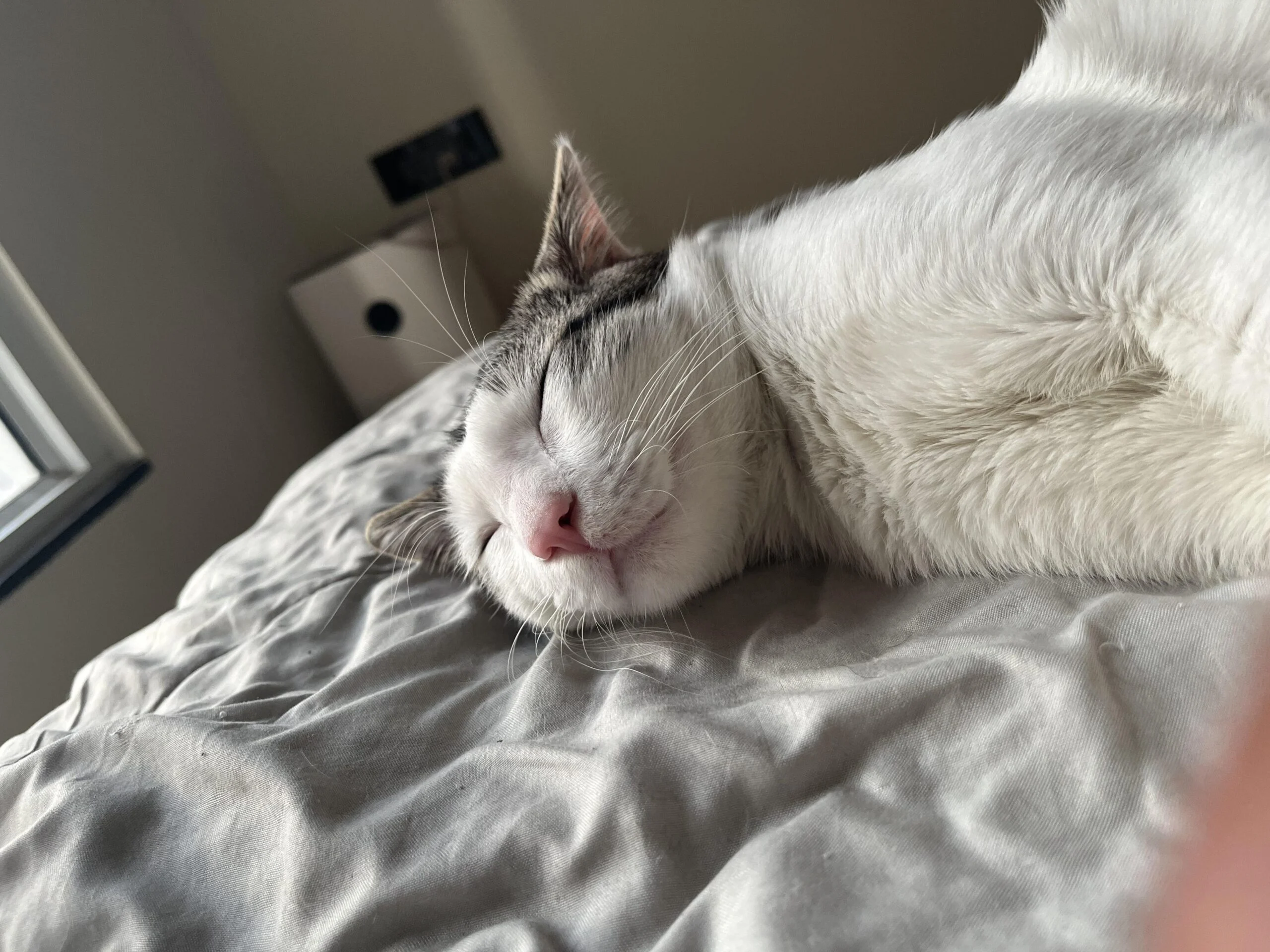 Milo — Young Indoor Cat Needs Calm Forever Home (Urgent) — Pune