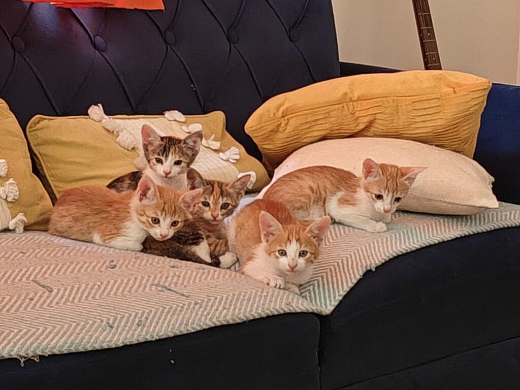 Pair Adoption Appeal - Delhi NCR